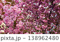 Beautiful pink cherry blossom tree in full bloom during spring 138962480