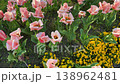 Vibrant spring flower bed with open pink tulips and yellow pansies. 138962481