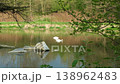 Serene landscape with graceful white swans on a mirror-like pond. 138962483