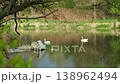 Two white swans swimming peacefully on a calm river in spring 138962494