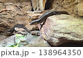 Reptiles in Natural Rock Habitat Wildlife Photography for Educational Use 138964350