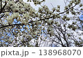 White Magnolia kobus blossoms on tree branches under blue sky, showcasing spring bloom, delicate petals, and natural beauty in a peaceful garden setting 138968070