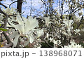 Close-up of white magnolia kobus flowers on branches under blue spring sky symbolizing spring renewal and serene natural landscape 138968071