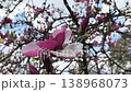 Close-up of a blooming magnolia flower swaying in the wind at the Botanical Garden in spring, changing seasons, tranquil natural backdrop 138968073
