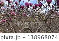 Magnolia liliiflora flowering branches reaching upward into bright sky with soft clouds. Botanical garden in spring, seasonal transition, peaceful nature background. 138968074