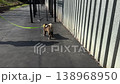 Young Akita puppy pulls on a bright leash across outdoor pavement beside a metal wall. Commercial pet training scene for obedience practice, exercise, canine care, adoption and active lifestyle ads. 138968950