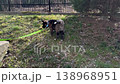 Akita puppy dog on leash walking on grass in sunny park yard. Commercial pet training scene for obedience, outdoor care, adoption campaigns, veterinary promotion and active lifestyle advertising. 138968951