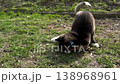 Curious Akita puppy on leash sniffs a ball on grass by a sidewalk in sunny park. Commercial petcare image for dog play, obedience training, adoption promotion, veterinary ads and active lifestyle use. 138968961