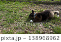Fluffy Akita puppy on leash playing with a ball on grass by sidewalk in sunny park light. Commercial pet care scene for obedience training, dog walking, adoption, veterinary promotion and lifestyle 138968962
