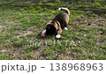 Fluffy Akita puppy on leash playing with a ball on grass by sidewalk in sunny park light. Commercial pet care scene for obedience training, dog walking, adoption, veterinary promotion and lifestyle 138968963