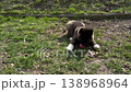 Fluffy Akita puppy on leash playing with a ball on grass by sidewalk in sunny park light. Commercial pet care scene for obedience training, dog walking, adoption, veterinary promotion and lifestyle 138968964