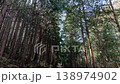 A tranquil forest landscape viewed from a single road through a cedar forest. 138974902