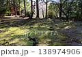 A tranquil forest scene with mossy ground and sunlight filtering through the trees. 138974906