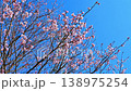 青空に映える満開の桜と春の微風 138975254