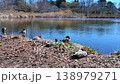 水辺で日向ぼっこをするカモたち 穏やかな春の一日 138979271