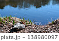 水辺で日向ぼっこをするカモたち 穏やかな春の一日 138980097