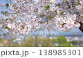 宮崎縣小林市永田平公園的櫻花 138985301