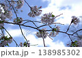 宮崎縣美俁町上米公園的櫻花 138985302