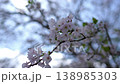 宮崎縣美俁町上米公園的櫻花 138985303