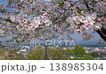 宮崎縣小林市永田平公園的櫻花 138985304