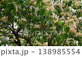 138985554