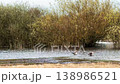 Wild geese swimming on river in countryside. 138986521