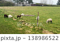 Flock of sheep feeding on grassy pasture. 138986522