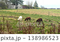 Sheep grazing on green meadow in countryside 138986523