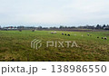 Sheep grazing on green meadow in countryside 138986550