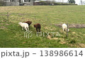 Sheep grazing on green meadow in countryside 138986614
