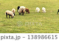 Sheep grazing on green meadow in countryside 138986615