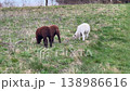 Sheep grazing on green meadow in countryside 138986616