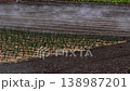 籠罩在薄霧中的田野 [安曇野] 138987201