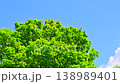 青空の雲と新緑の木々 138989401
