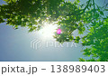 新緑の木から漏れる太陽の光 138989403