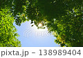 新緑の木から漏れる太陽の光 138989404