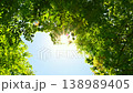 新緑の木から漏れる太陽の光 138989405