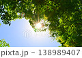 新緑の木から漏れる太陽の光 138989407