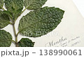 Pressed Dried Mint Herb Specimen Mounted On Labelled Archival Botanical Paper Sheet 138990061