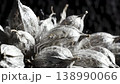 Macro Close Up of Dried Silvery Fibrous Seed Pods Against Dark Studio Background 138990066