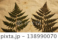 Two dried preserved fern fronds laid flat upon aged textured vintage parchment paper 138990070
