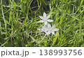 White flowers of star of Bethlehem 138993756
