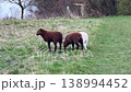 Sheep grazing on green meadow in countryside. 138994452
