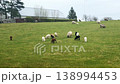 Sheep grazing on green meadow in countryside. 138994453