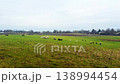 Sheep grazing on green meadow in countryside. 138994454