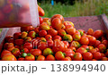 Farmer pouring tomatoes from a bucket into a wheelbarrow, harvesting tomatoes 138994940