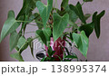 Watering houseplants from mug pouring water into soil indoor gardening plant care closeup home routine 138995374