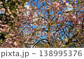 Cherry blossom sakura bloom closeup pink flowers blue sky spring nature cinematic view 138995376