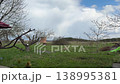 Cut walnut branches lying on grass spring pruning rural garden field tree trimming 138995381