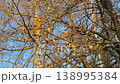 Chestnut tree branches budding spring closeup leaves opening sky background nature 138995384